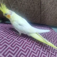عروس هلندی دوعدد جوجه