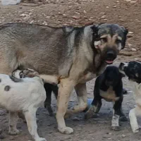 سگ ماده سرابی درجه یک