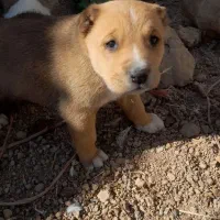 واگذاریسگآیندهدار|سگ|تربت جام, میان جام|دیوار