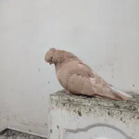ساری بیزککیل نر