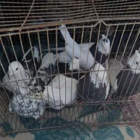 کبوتر طوقی تعویض با سهره نر....