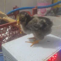 جوجه  ویاندوت جی اس جی و ایام سمانی