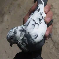 کبوتر گشتی|پرنده|نورآباد, |دیوار