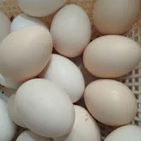 تخم مرغ نطفه دار دیلگونی اصل