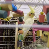 عروس هلندی نر و ماده ب همراه قفس