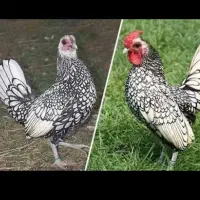 سه عدد مرغ خروس