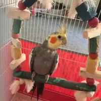 پرنده عروس هلندی نر با قفس