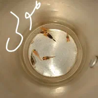 حراج ماهی بچه گوپی . بچه مولی کوچیک حراج شد