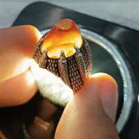 انگشتر نقره باباقوری