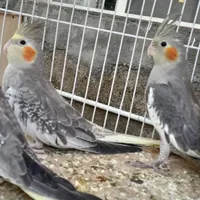 عروس هلندی