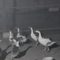 ۶ عدد غاز بزرگ چاق یک ساله