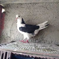 کفتر پرشی عیار بالا