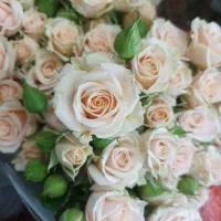انواع گل بست بندی ۲۰ عددی گلخانه با نازل ترین قیمت|گل و گیاه طبیعی|مشهد, امیر|دیوار