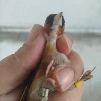 سره چونه سفید نر متولد قفس