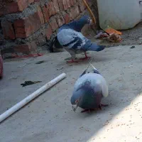 کبوتر|پرنده|زاهدان, |دیوار