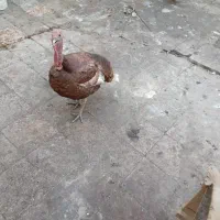 غوغاز وبوغلمو|حیوانات مزرعه|خرمشهر, |دیوار