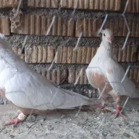 دمبی|پرنده|شیراز, کاراندیش|دیوار
