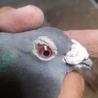 پولکی نر نژاد جانسون|پرنده|رشتخوار, |دیوار