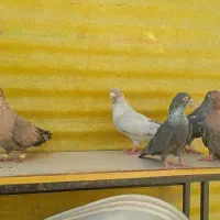 موشی نقره ای طلایی مسی سنجابی پرتقالی نجف اباد|پرنده|اصفهان, آبشار|دیوار