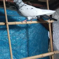 کبوتر نر|پرنده|اطاقور, |دیوار