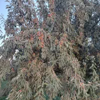 سنجد روی درخت