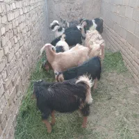 بزغاله گوشتی