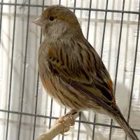 ماده نگرو|پرنده|رشت, استقامت ۱|دیوار