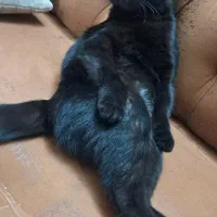 گربه ی گمشده|گربه|قم, انصارالحسین|دیوار