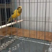 قناری نره ابلغ سوپر