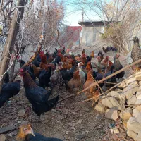 مرغ جوان تخم گذار|حیوانات مزرعه|کنگاور, |دیوار