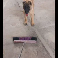 سگ سراب|سگ|رباط‌کریم, شهرک صنعتی سبلان|دیوار