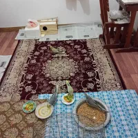 جوجه عروس هلندی ۵۰ روزه