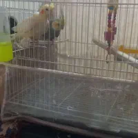 عروس هلندی سخنگو