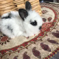 بچه خرگوش فلت