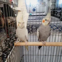 عروس هلندی|پرنده|بهارستان, |دیوار