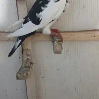 کفتر پرشی جفتگا کرمانی المانی پلنگ ابلغ سرور اوقون