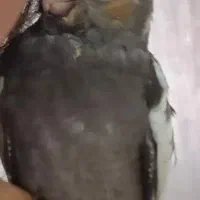 عروس هلندی گمشده