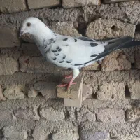 گلی|پرنده|شیراز, محراب|دیوار