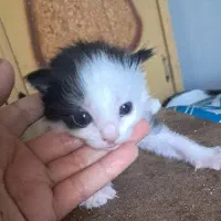 گربه|گربه|اصفهان, ارزنان|دیوار