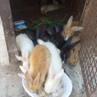 بچهخرگوش