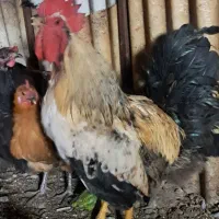 خروس زیبا جوان بومی