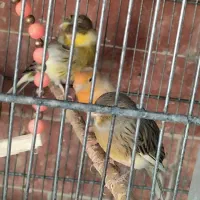 فروش انواع قناری آماده نرو ماده|پرنده|بومهن, |دیوار