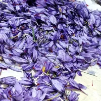 فروش گل زعفران
