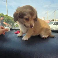 سگ مینیاتوری اپارتمانی نژاد شیتزو قیمت ۵ تومن|سگ|بندر امام خمینی, |دیوار