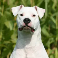 سگ داگو آرزانتینو