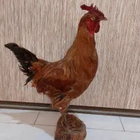 مجسمه خروس محلی