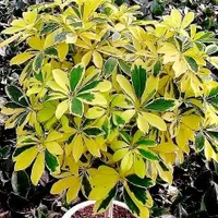 گل شفلرا ابلق و سبز|گل و گیاه طبیعی|تبریز, |دیوار