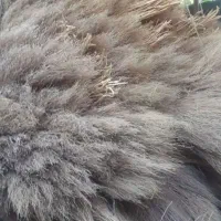 خریدار جارو خشک وعمده