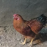 خروس