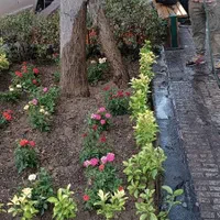 خدمات حرفهای باغبانی تعویض خاک گلدان گلکاری|خدمات باغبانی و درختکاری|تهران, جردن|دیوار